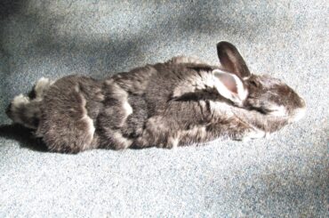Molting noodle sunbathing. (He never noodles! It's so cute!)