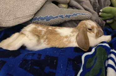 Hopnoodle City. Population 1.