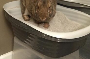 Stagg, you aren't a cat, you're a rabbit and that isnt YOUR litterbox