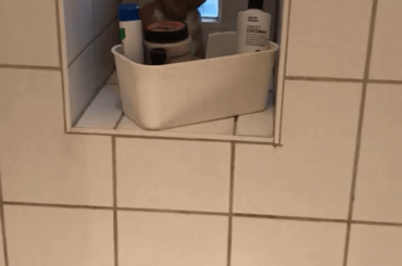 Bunny mysteriously ended up on a shower shelf (x-post r/Rabbits)