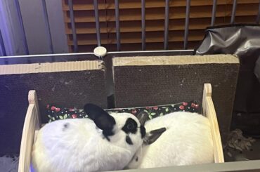 Bun on a bun in a bun (bed)