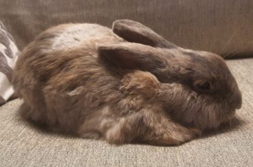 is this bean lagoloaf enough?