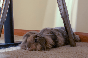 Cam Noodle in His Fav Spot