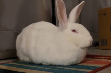 Morpheus makes an impeccable loaf