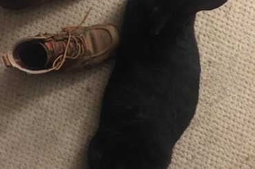 The noodle is chonky