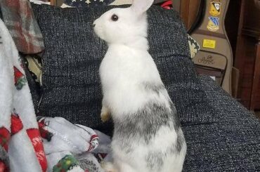 Charlie is investigating the Christmas blankets.