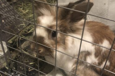 Peed on the couch, feels NO shame