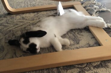 Leg rest