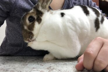 Hi I’m Lola and I bit the vet during my exam and then demanded snuggles.