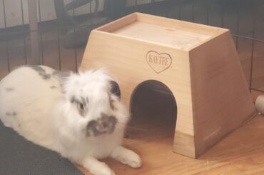 New homeowner here guys