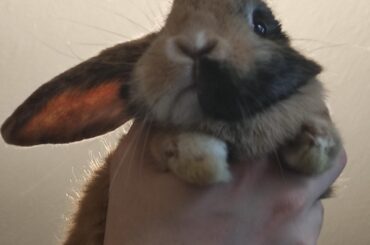 a naughty bunny got caught trying to eat a no-no in action