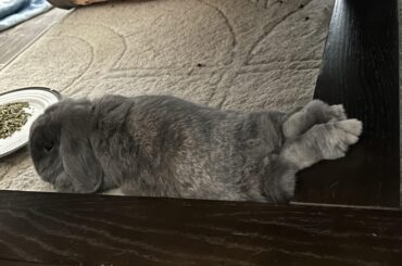 Thumper-noodle putting his feets up