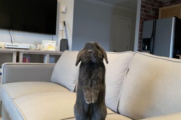 Hello hooman let’s watch tv