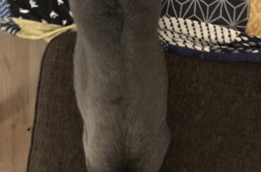 Going into noodle mode while getting pats resulted in a funny position