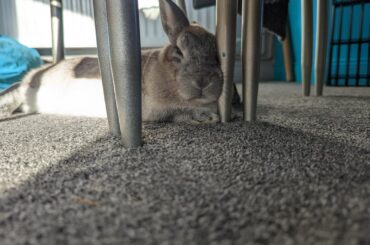 ah, comfy chair leg (+bonus floppy floof)