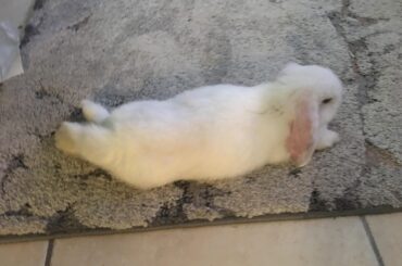 Mini lop stretch.....