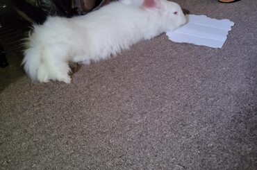 Gods help us if this caterpillar develops wings...