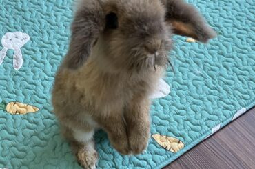 He just knows we are eating something good without him.