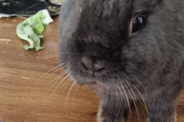 New for holiday you say? Better for chewing I think.