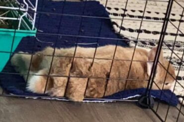 So sleepy