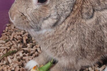 She was chilling in the other side of the room for hours, but when I started cleaning her litter box she decided it's the perfect timing to jump inside and refuse to get out