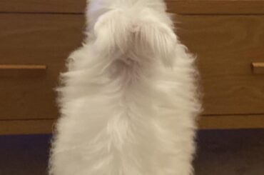 She scoped this pizza box out. I was awaken at 4am to both rabbits smashing this empty box around the room 🤦🏼‍♀️