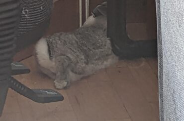 Athena, why are you so odd?
