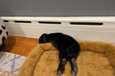 clearly the best position for sleeping on his bed