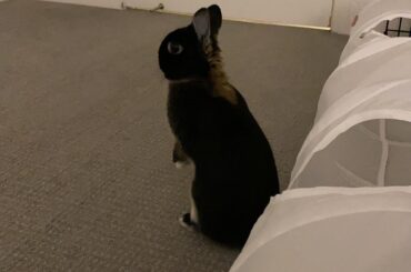 Nico’s best meerkat impression