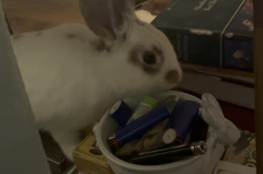 Standard rabbit destruction