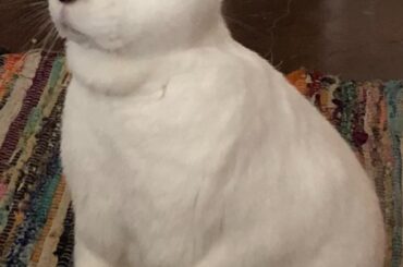 Roswell looking like he didn't just try to chew the baseboards.