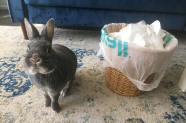 Discovered my rabbit was stealing things from the garbage. He is very pleased with himself!