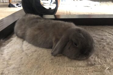 Thumper’s arms and legs disappeared 😱