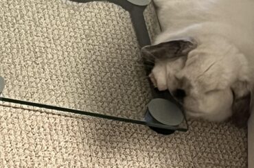 Cuddling with my scale