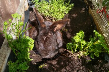 Bonnie destroyed HER OWN HERB GARDEN!