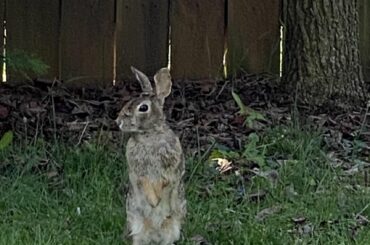 Wild bunny sniffing the breeze 🍃