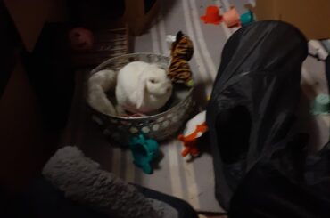 First picture was taken after I first walked in the front door after a long work day, I thought she was so cute! Until I stepped back in the sugar she had ripped out of my partners henna kit.. Guess we learnt our lesson not to store it down there