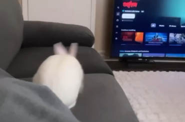 6 months vs. 4weeks blanc de hotot.