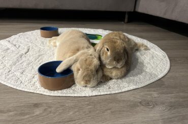 Wedged between his sister and the food bowl