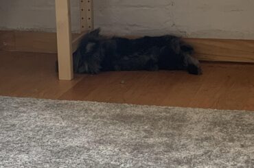 Noodle is no match for wooden beam