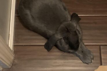 Sleep yoga, impressive
