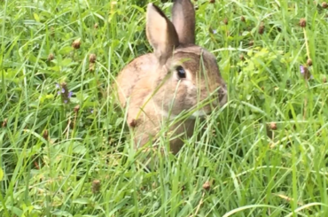Buckaroo: Snack Scout Extraordinaire