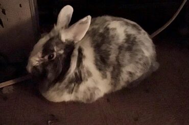 My aunt’s cookies and cream loaf