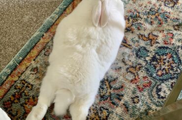 Molting season is exhausting