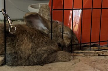 This big boy cracks me up! He could sleep anywhere in the house!