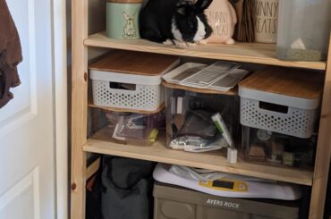 This bun, how?! 🤦‍♀️🐇