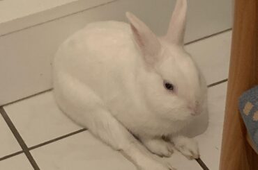 Funny sitting loaf 🐇