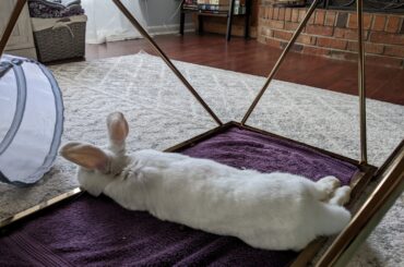 Mid-afternoon noodle naps