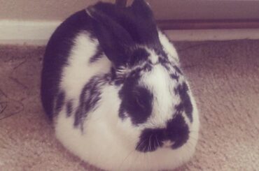 Fresh out of the oven, burnt in places but still sweet and delicious.