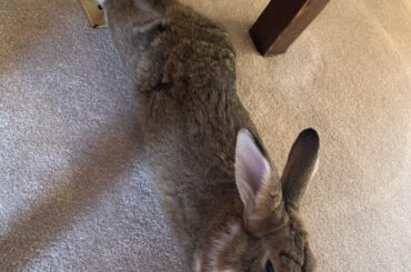 Noodle yoga: From composed Superman to Sphinx.